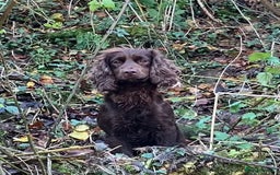 Cocker Spaniel dogs for sale: Working cocker puppy - Image 6