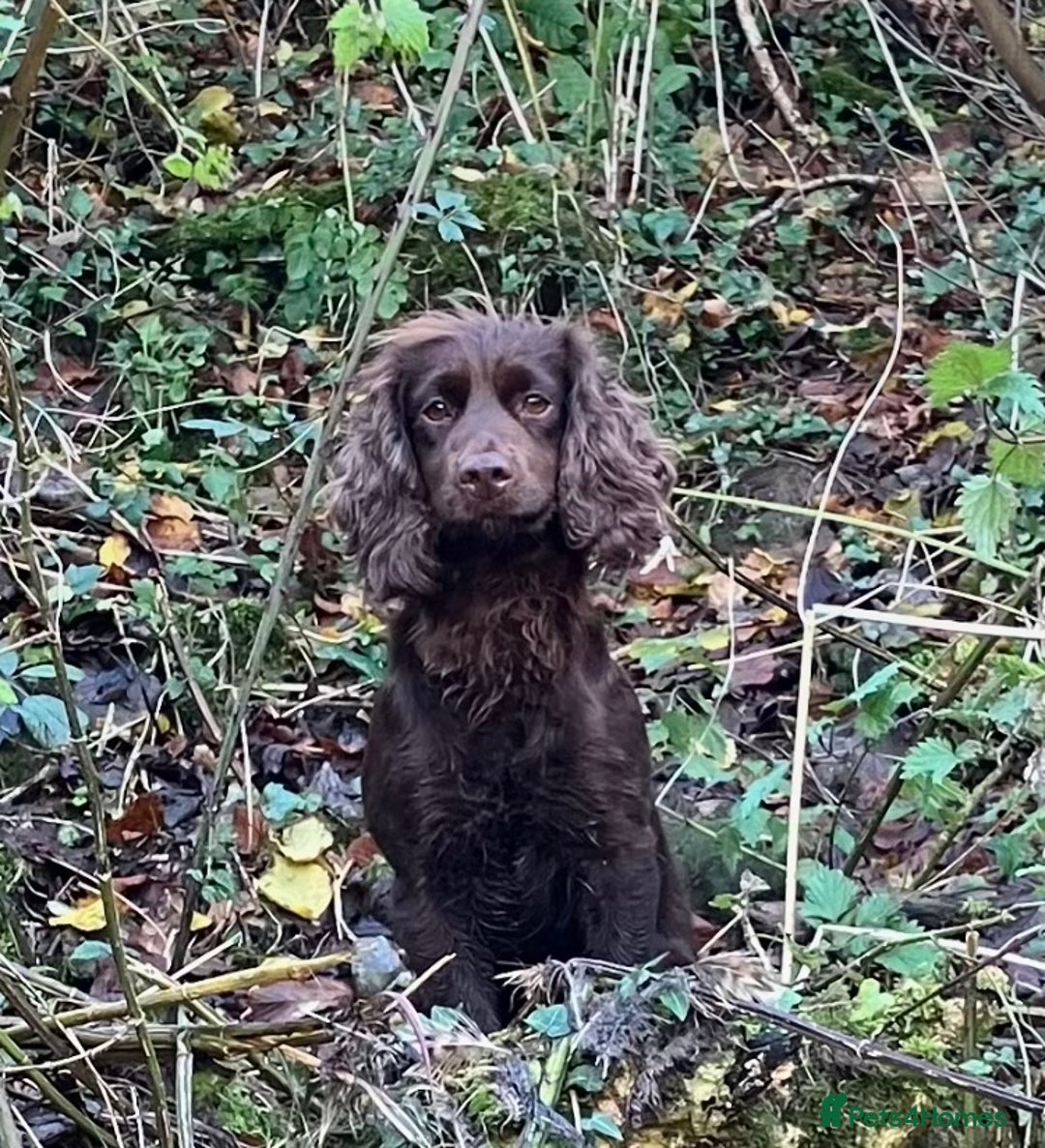 Cocker Spaniel dogs for sale: Working cocker puppy - Image 6