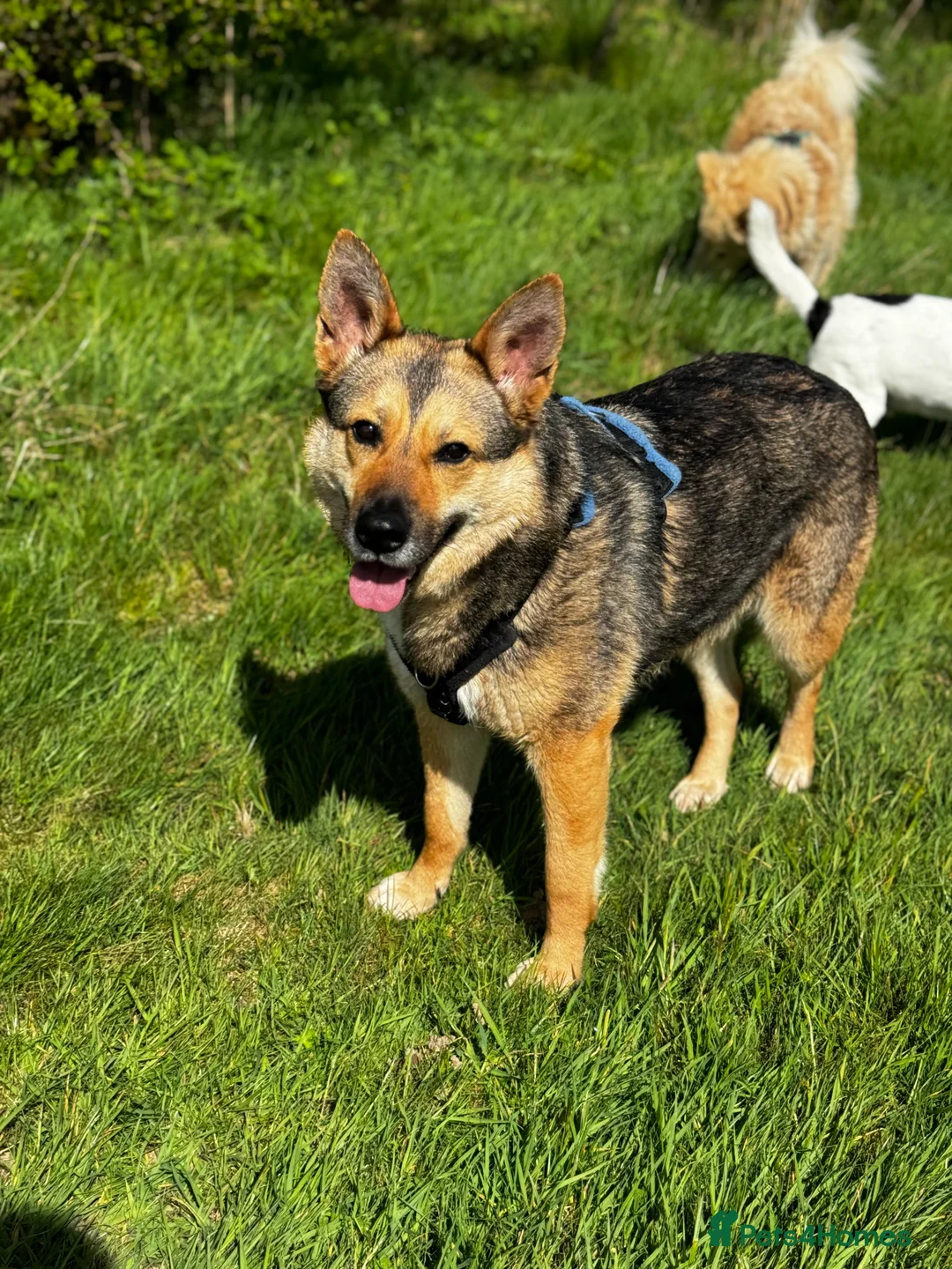 German Shepherd dogs for adoption: Sweet Kinga looking for LOVE  in Salisbury - Advert 4