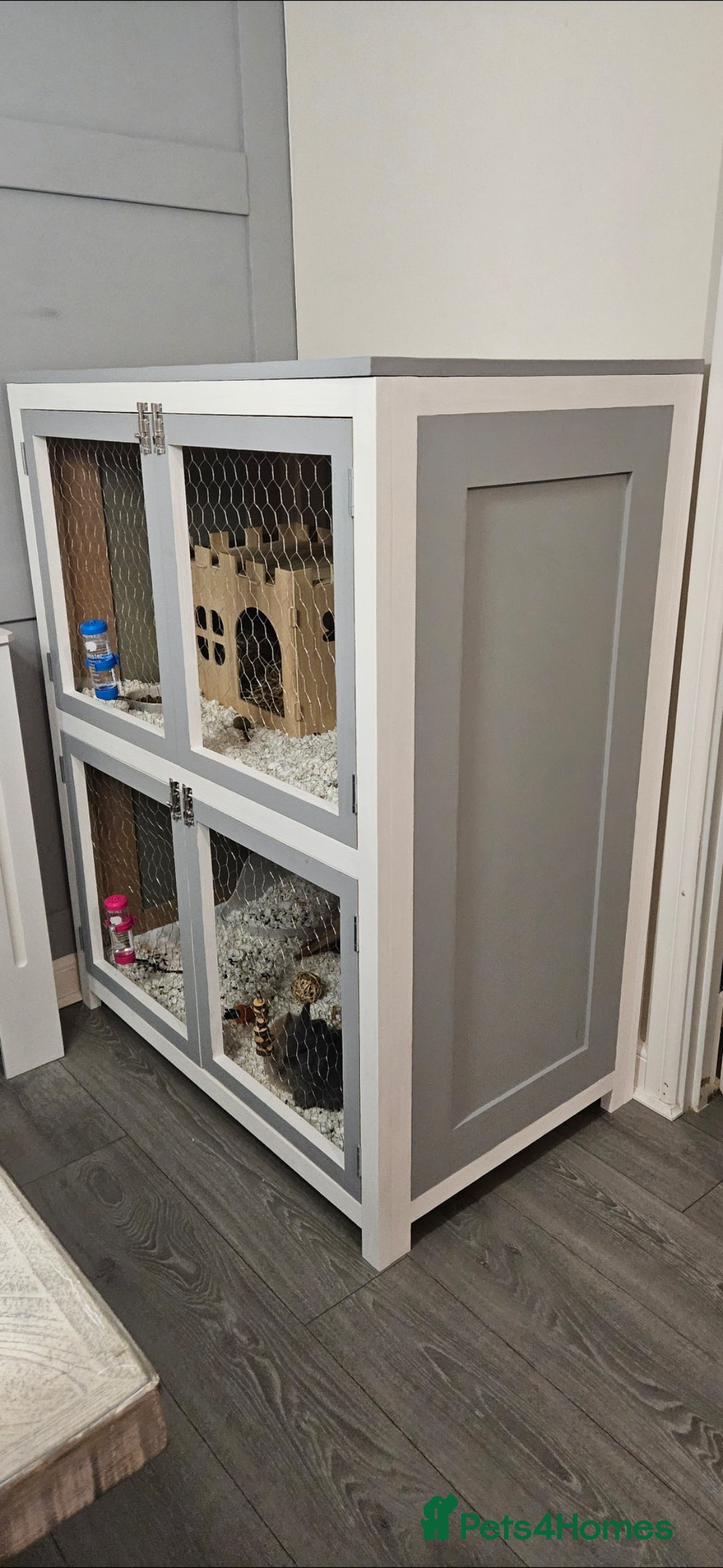 Lionhead rabbits for sale: Lionhead bunnies x2 male - Advert 7