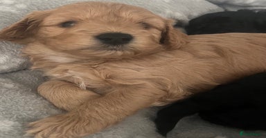 Cockapoo dogs - Advert 7