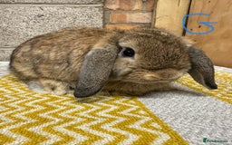 Mini Lop rabbits for sale: Mini Lop Rabbits For Sale  - Image 13