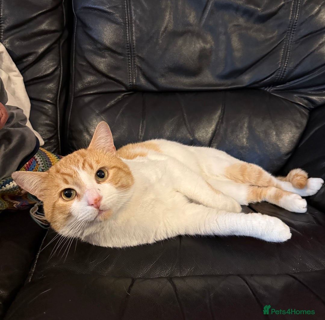 Mixed Breed cats for sale: Mabel and Sully - Advert 4