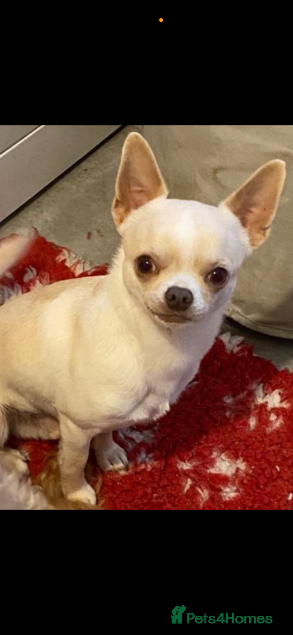 Chihuahua dogs kc stunning small boys stud only - Advert 18