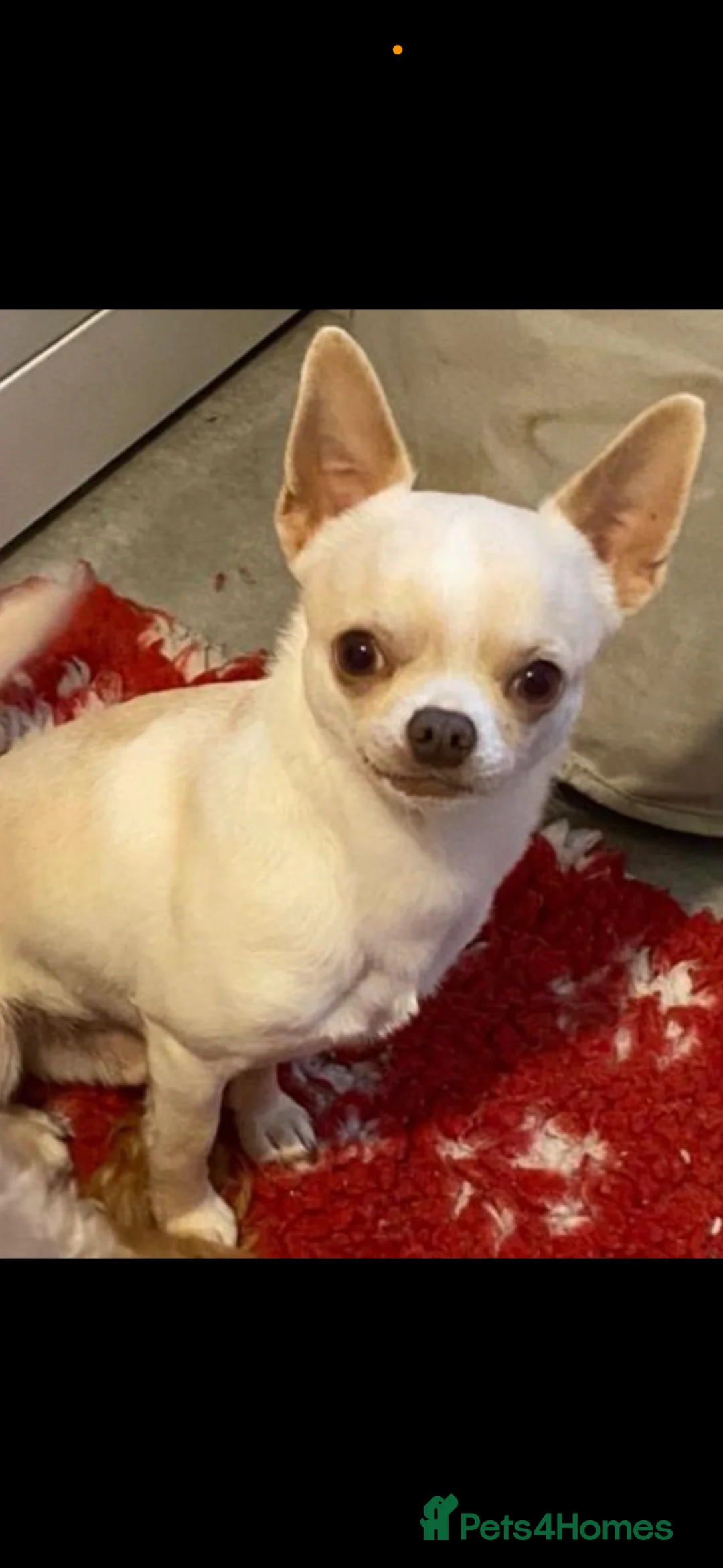 Chihuahua dogs for stud: kc stunning small boys stud only - Advert 1