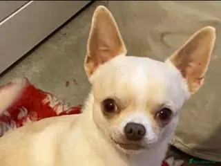 Chihuahua dogs kc stunning small boys stud only - Advert 18