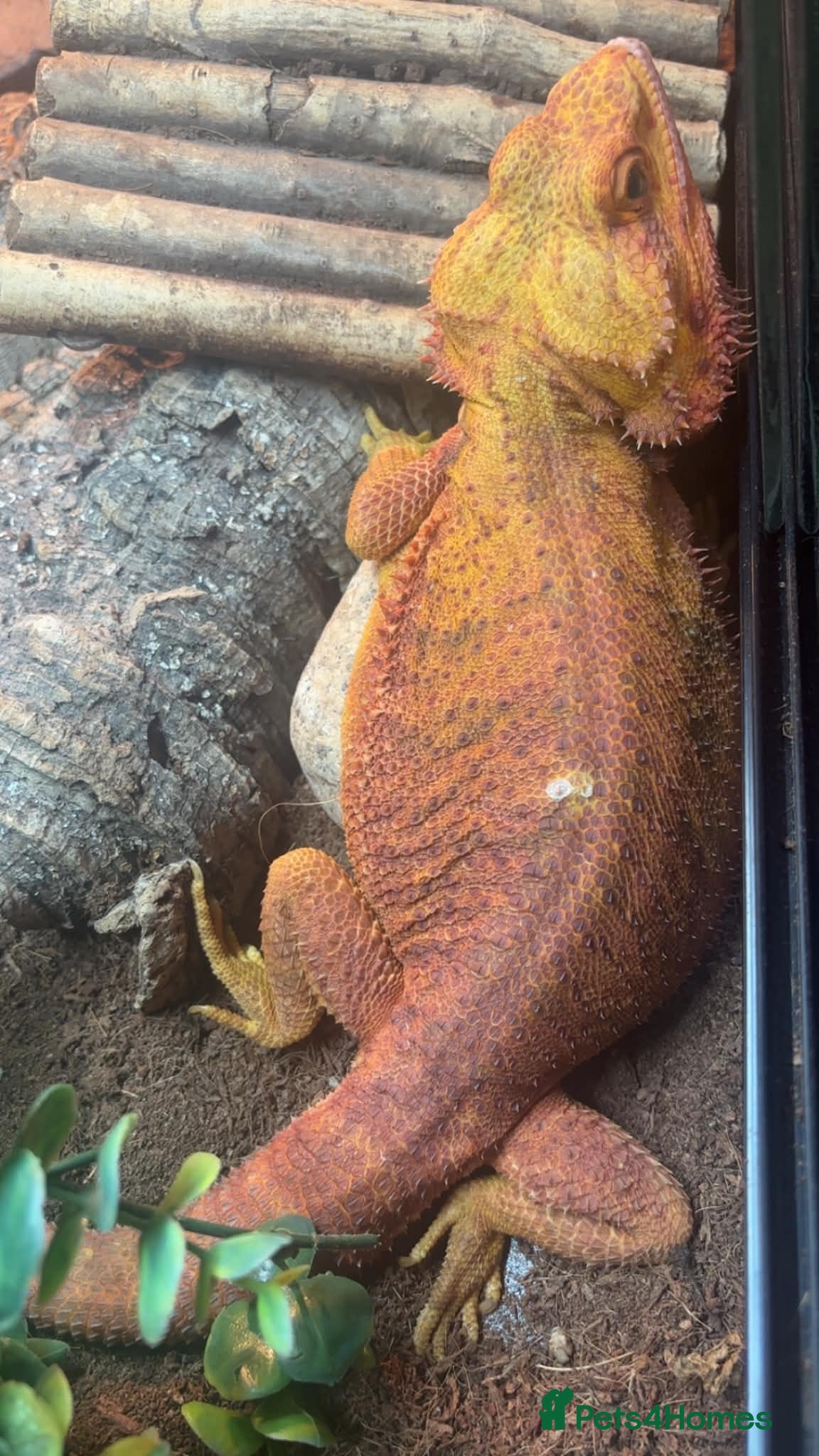 Bearded Dragon reptiles Beautiful red dragon - Advert 2