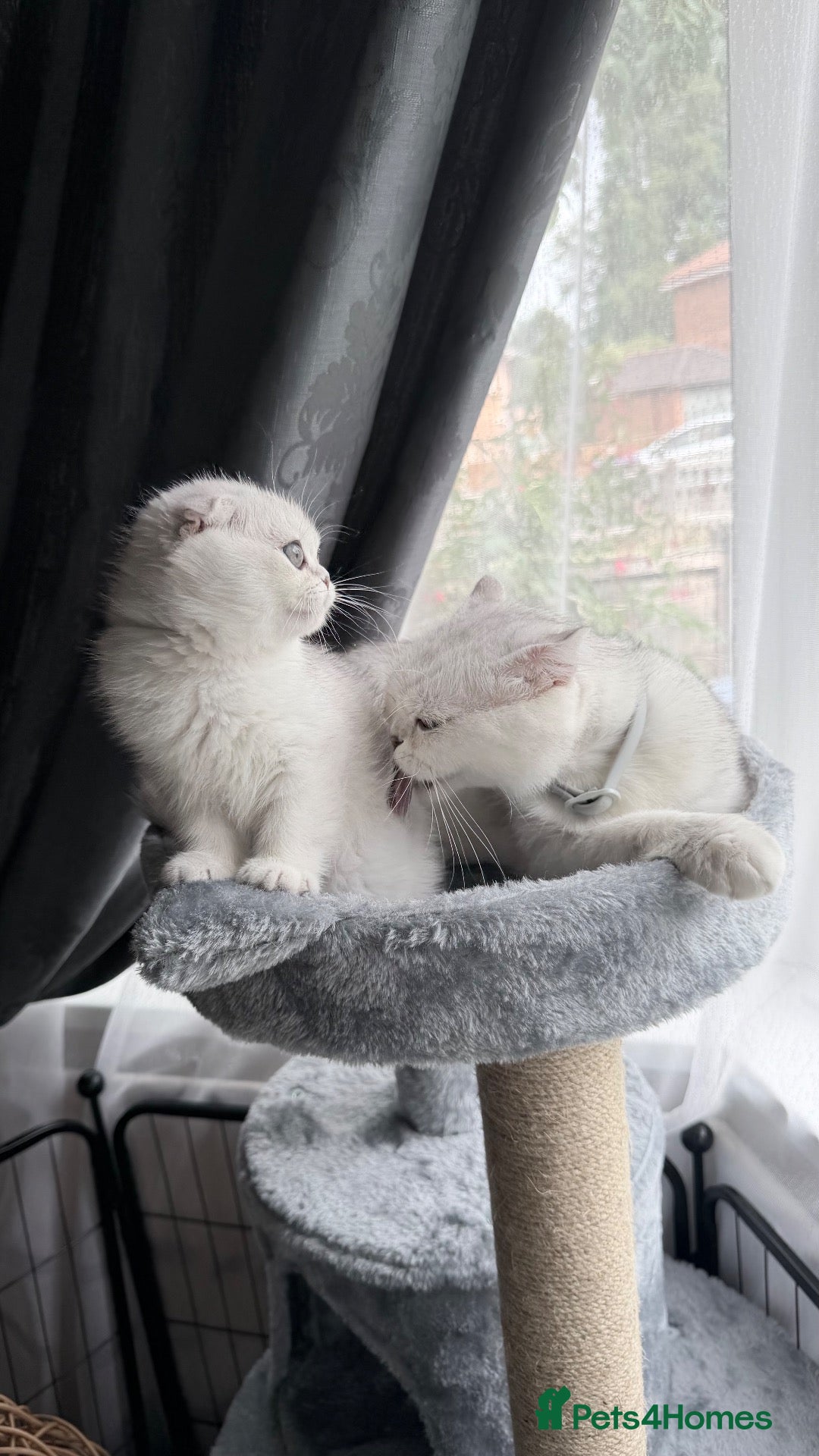 Scottish Fold cats 💞Beautiful Chinchilla Scottish fold kittens 💞🐾 - Advert 8