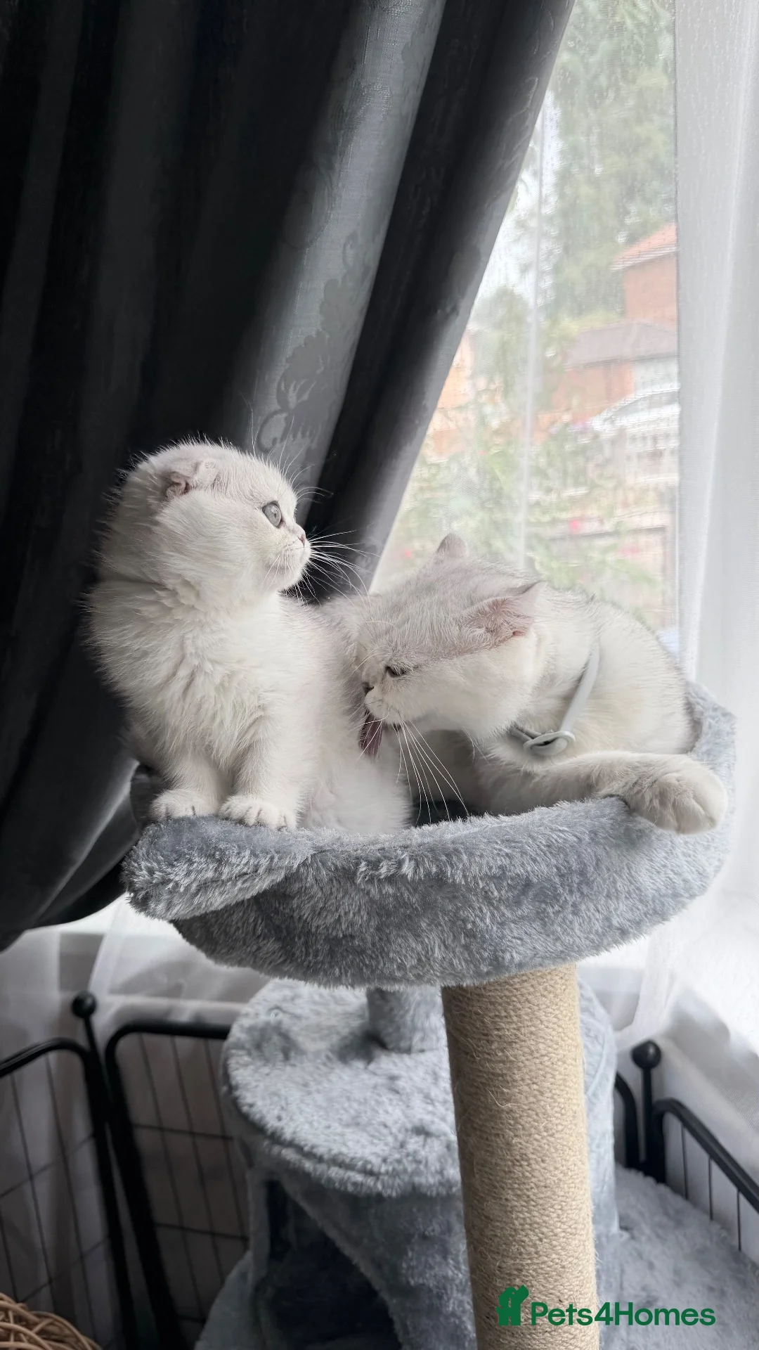 Scottish Fold cats for sale: 💞Beautiful Chinchilla Scottish fold kittens 💞🐾 - Advert 1