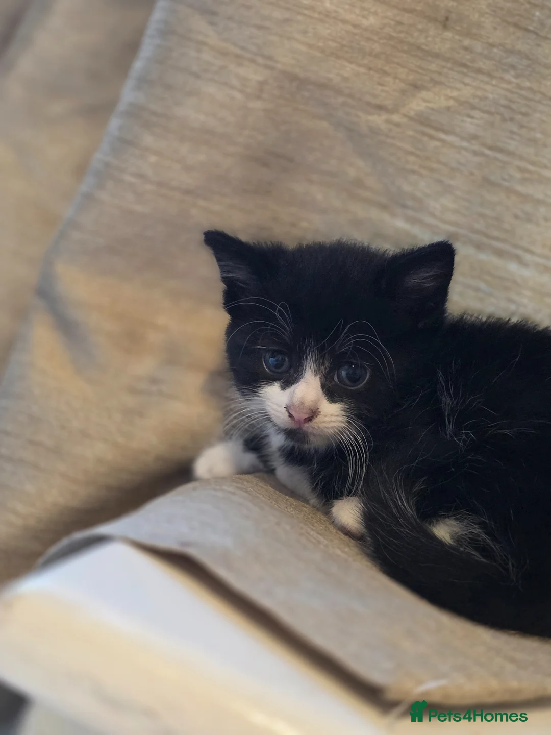 Mixed Breed cats for sale: Little cat 40 £  - Advert 2