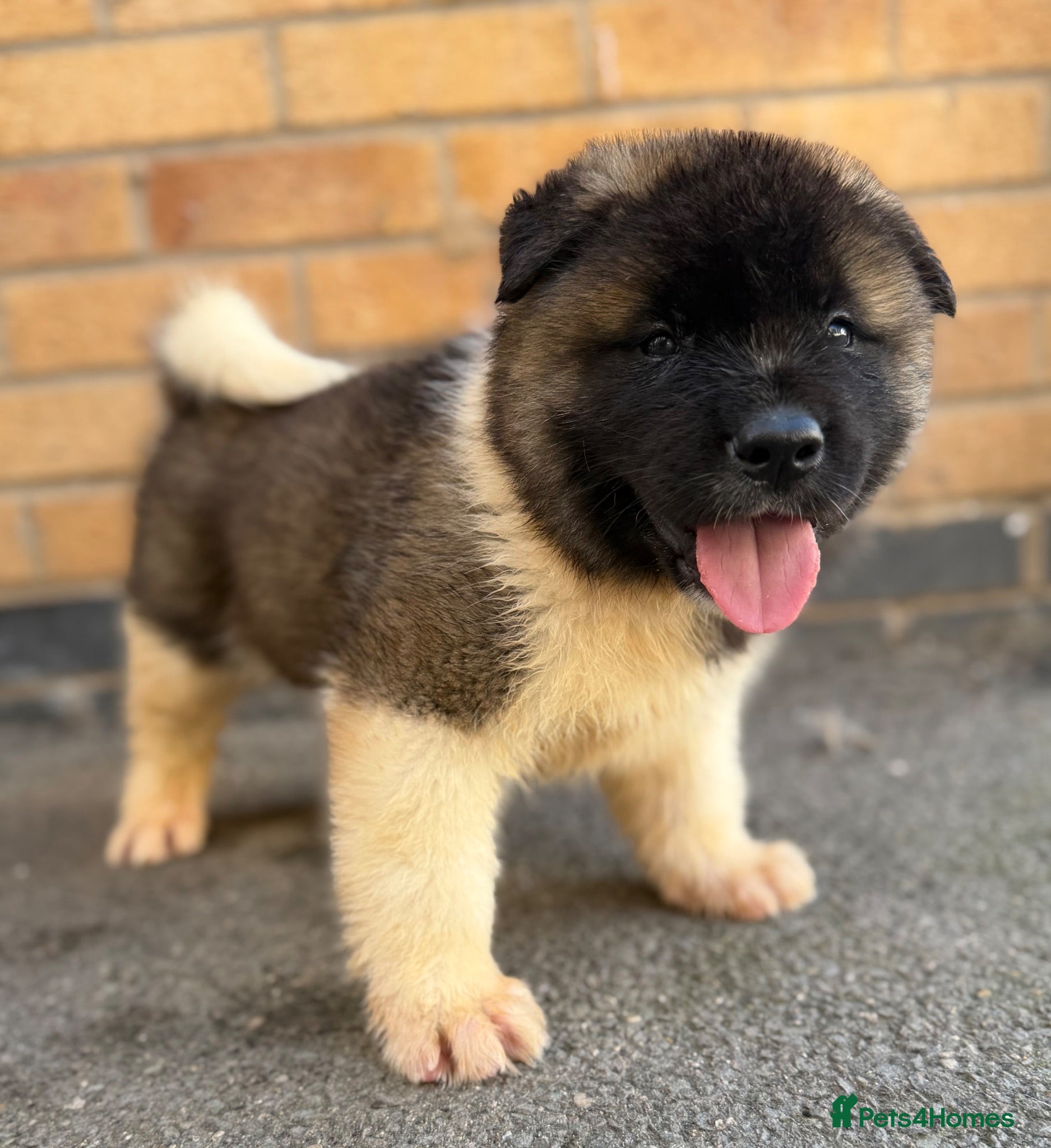 Akita dogs KC REGISTERED AKITA BEARS.  - Advert 5