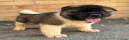 Akita dogs for sale: KC REGISTERED AKITA BEARS.  - Advert 1