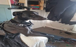 Lurcher dogs for stud: Adorable lurcher for stud - Image 2