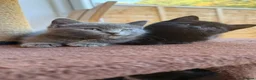 British Shorthair cats for sale: Grey and black British short hair kittens  - Advert 2
