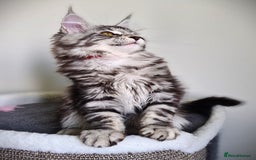 Maine Coon cats for sale: STUNNING XL PEDIGREE MAINE COON KITTENS  - Image 30