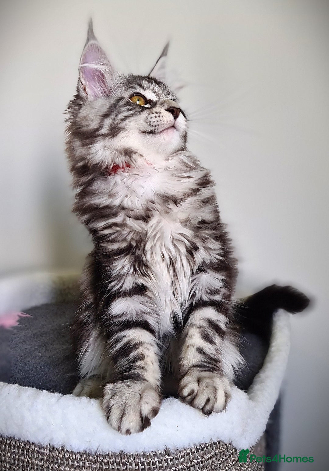 Maine Coon cats for sale: STUNNING XL PEDIGREE MAINE COON KITTENS  - Image 30