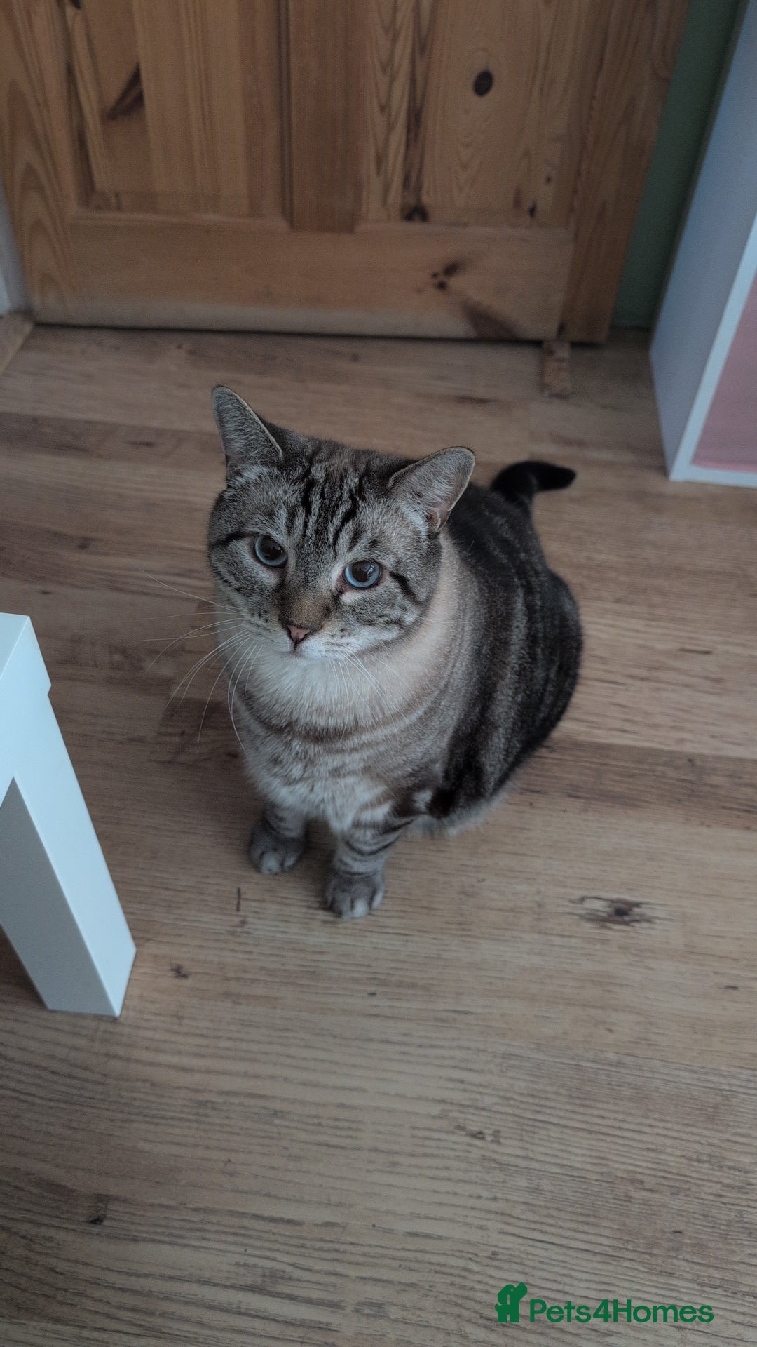 Mixed Breed cats for sale: Beautiful Calico & Siamese/Bengal cross cats - Advert 7