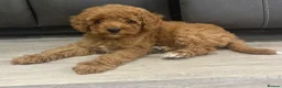 Cavapoo dogs for sale: Cavapoo x toy poodle puppies - Advert 4