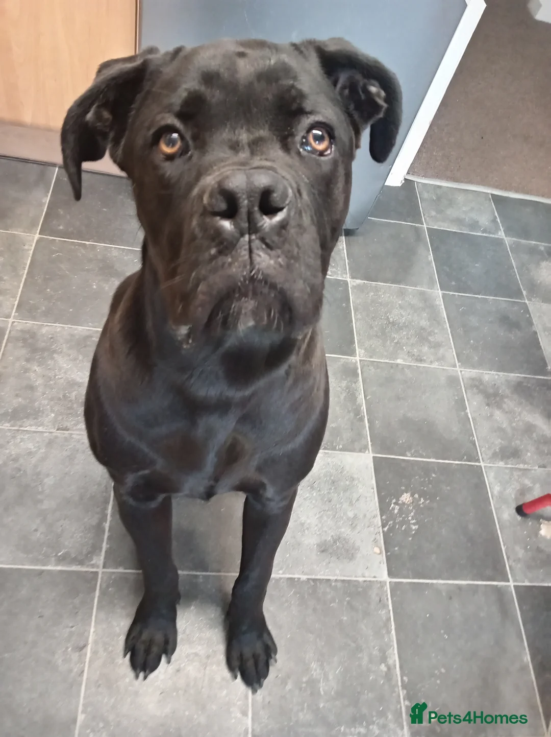 Cane Corso dogs for sale: Male cane Corso - Advert 1