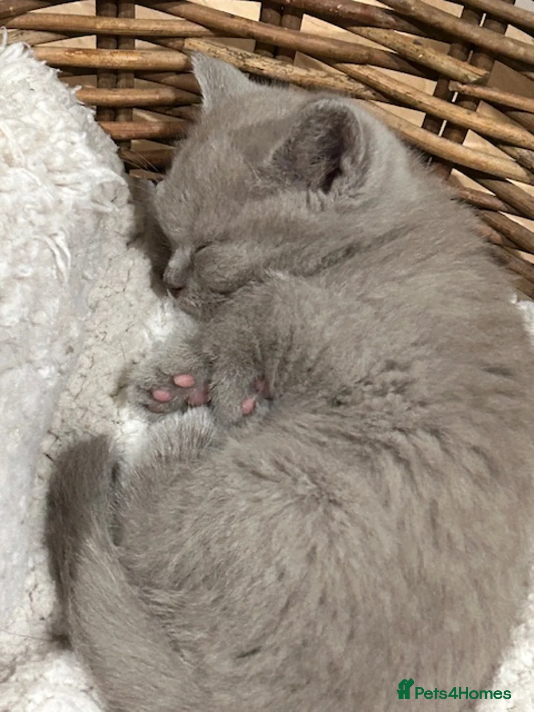 British Shorthair cats for sale: GCCF Cinnamon & Lilac BSH - Advert 9