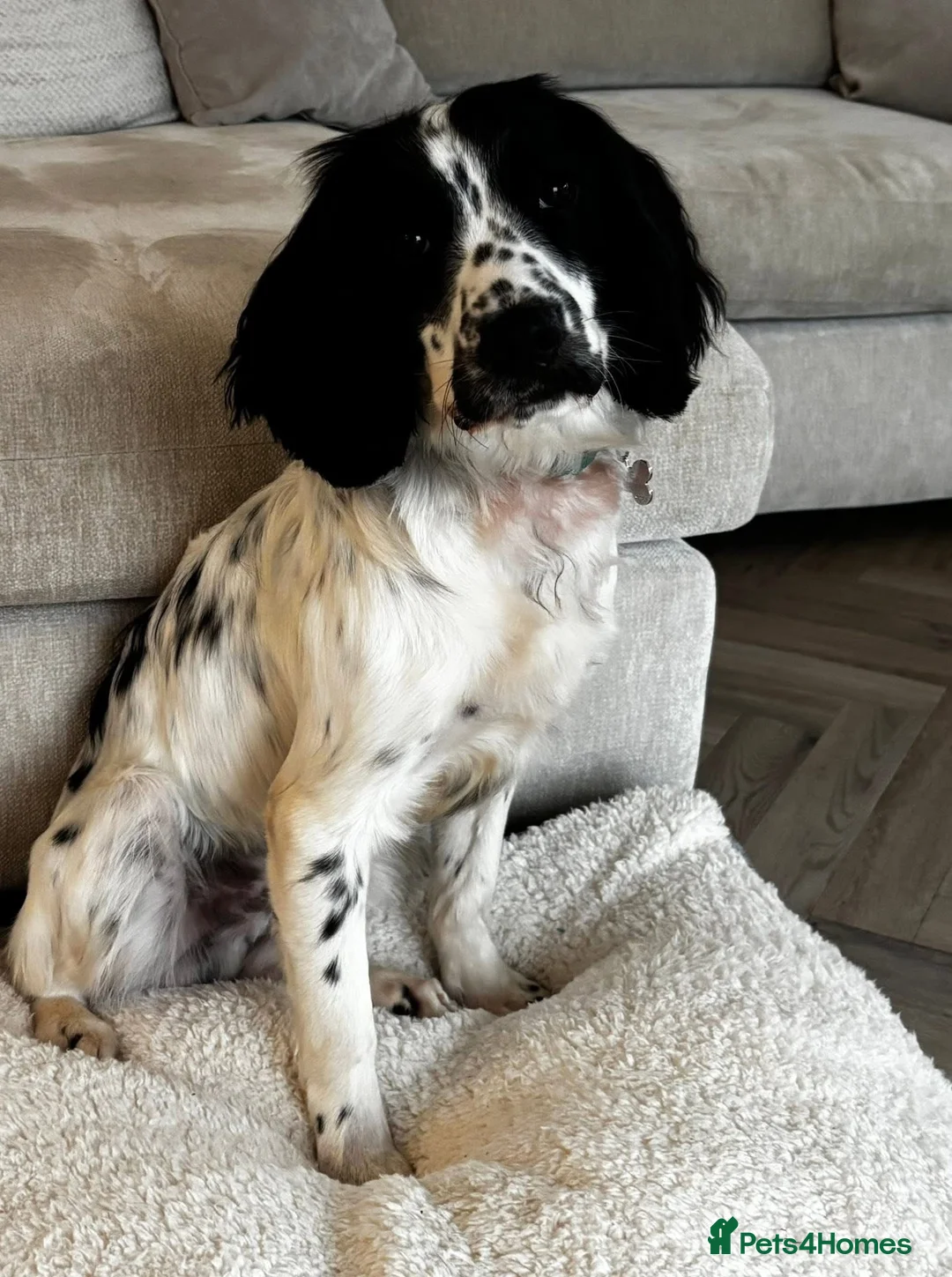Sprocker dogs for sale: 10 month old Sprocker Spaniel  in Helston - Advert 1