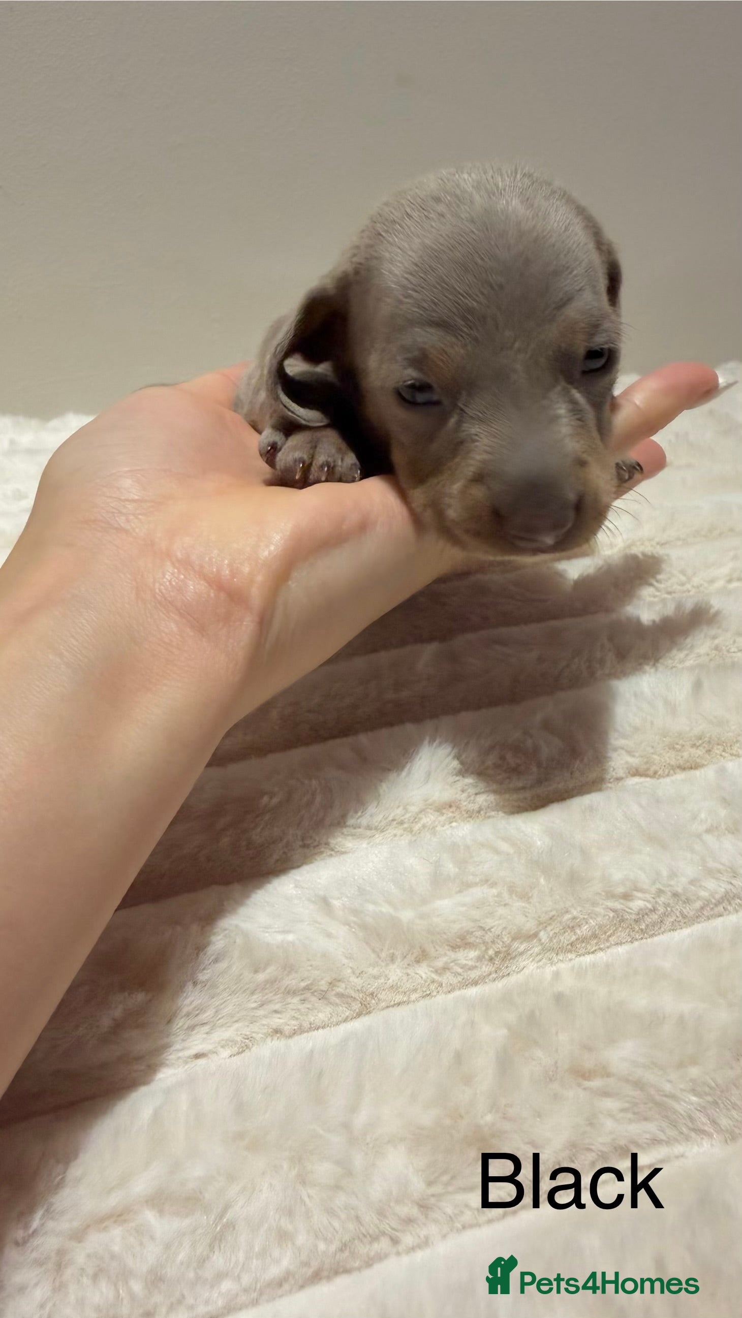 Miniature Dachshund dogs for sale: 🐾 Miniature Dachshund Puppies For Sale 🐾  - Advert 14