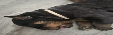 Rottweiler 3