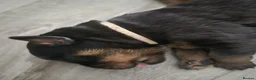 Rottweiler dogs for sale: RKC Registered Traditional Rottweiler Puppies  - Advert 4