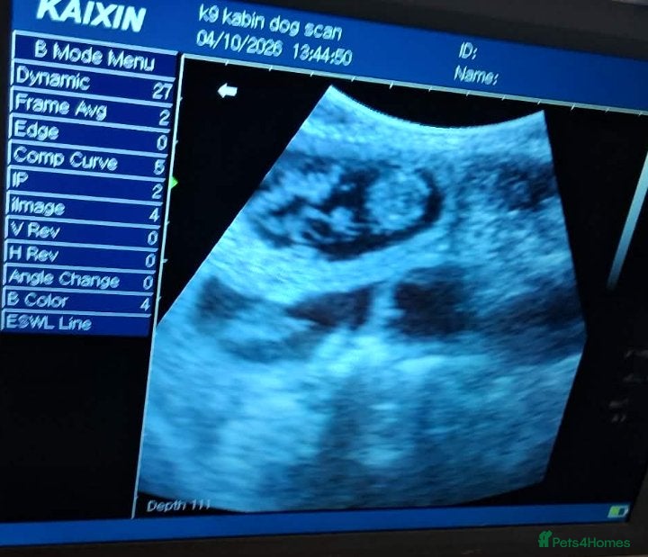 Mixed Breed dogs French ** taffy puppies - Advert 2