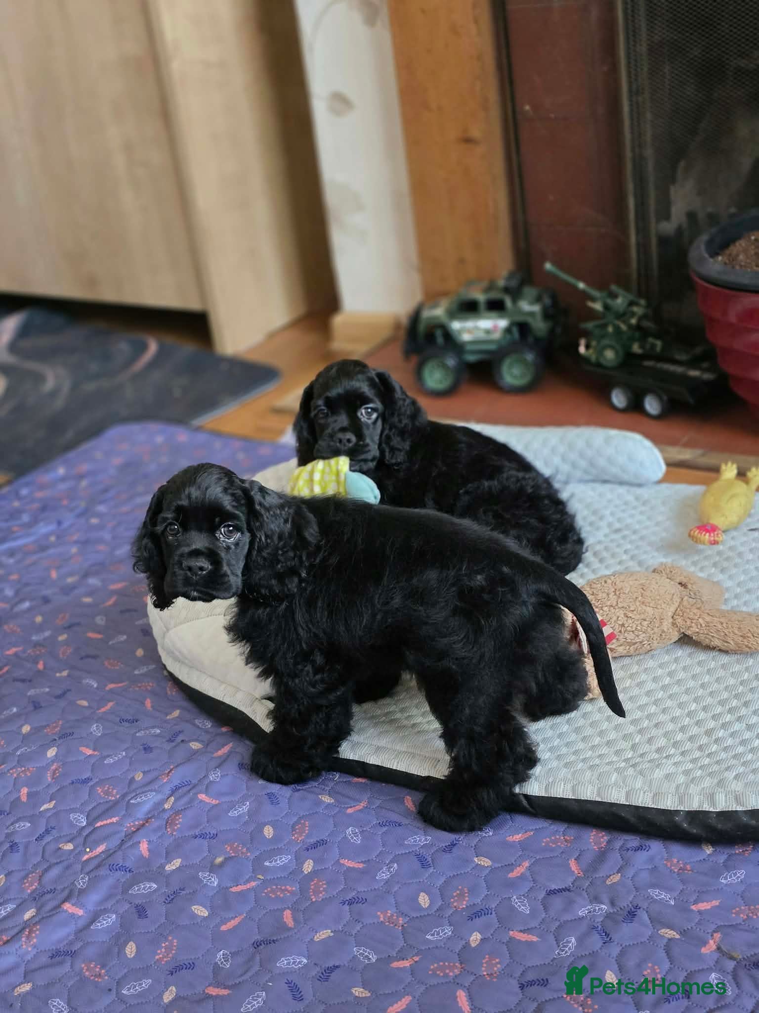 American Cocker Spaniel dogs American cocker spaniels puppies - Advert 3