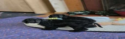 American Cocker Spaniel dogs for sale: American cocker spaniels puppies - Advert 2
