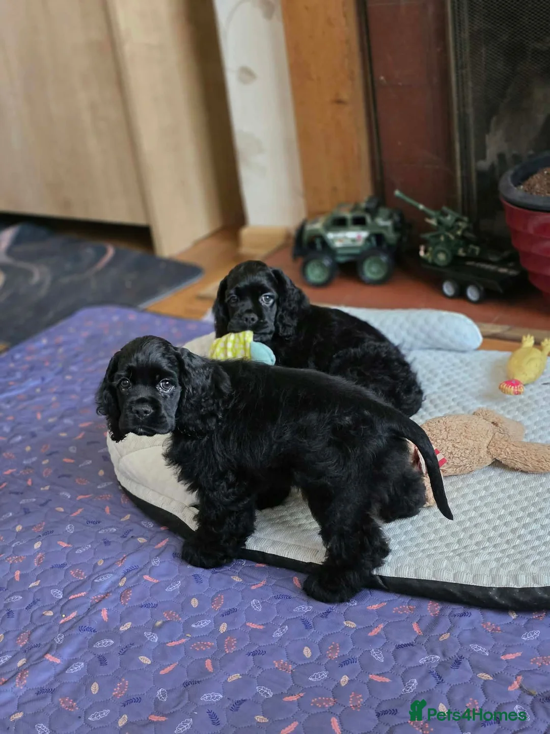 American Cocker Spaniel dogs for sale: American cocker spaniels puppies - Advert 2