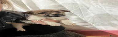 Jackapoo 1