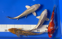 Koi Carp fish for sale: Huge selection of Japanese Koi for sale - Image 22