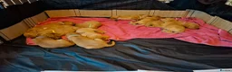 Labrador Retriever dogs for sale: Stunning  working stock, Fox red labradors in Farnham - Advert 3