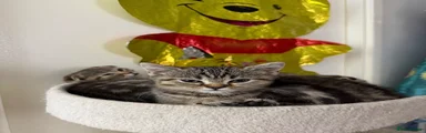 British Shorthair 2