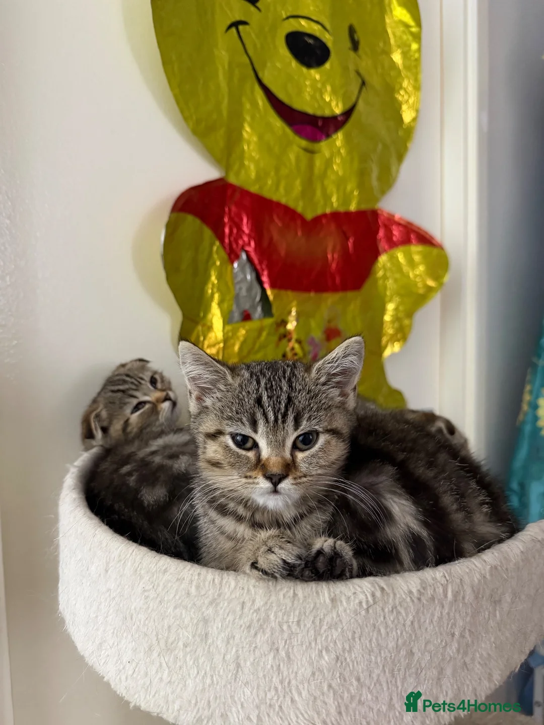 British Shorthair cats for sale: British Shorthair Kittens x Scottish Fold - Advert 10