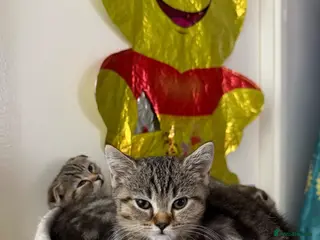 Mixed Breed cats British Shorthair Kittens x Scottish Fold - Advert 2