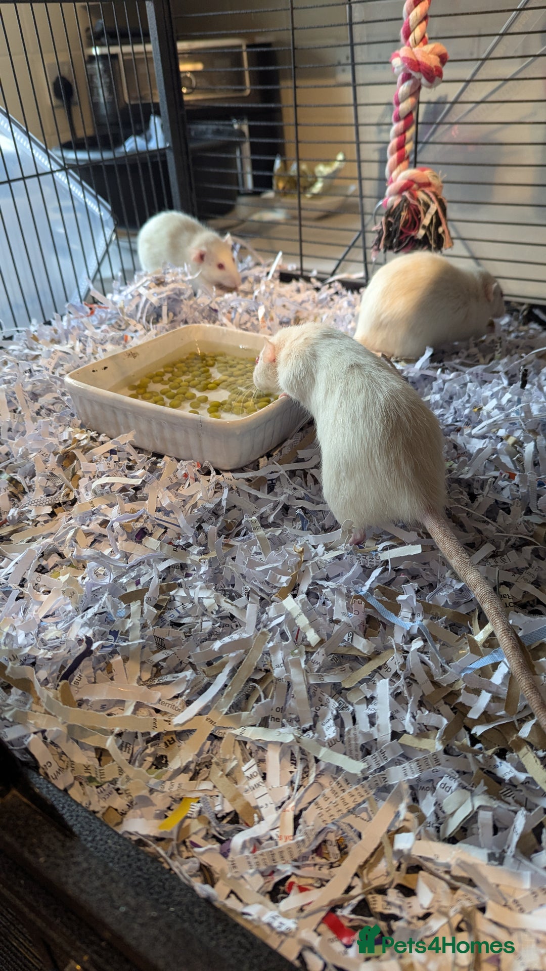 Rat rodents for sale: 5 female rats - Image 1