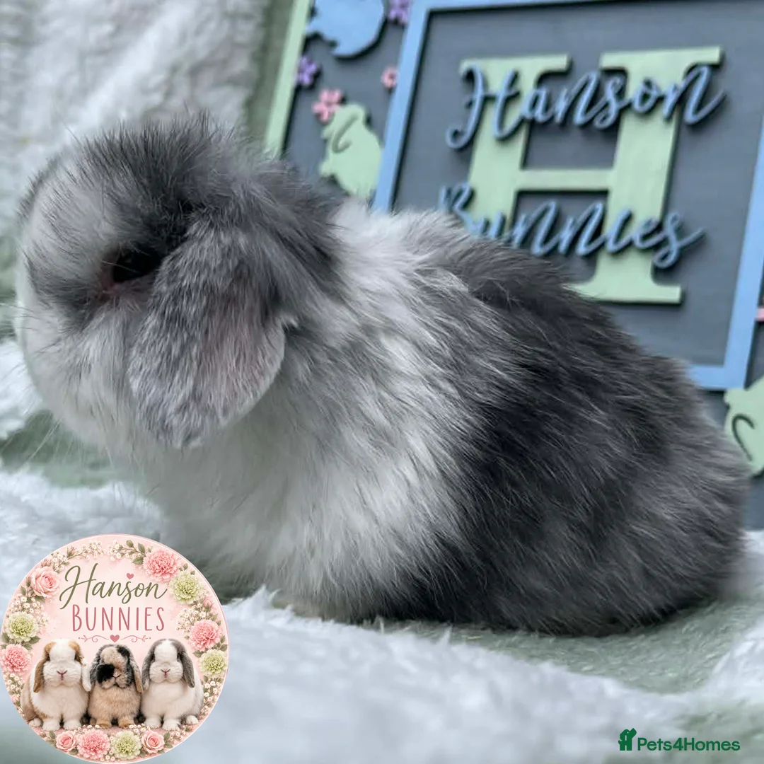 Mini Lop rabbits for sale: Lovely Litter Of Mini Lops - Advert 1