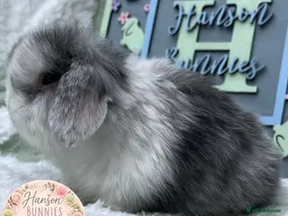Mini Lop rabbits Lovely Litter Of Mini Lops - Advert 13