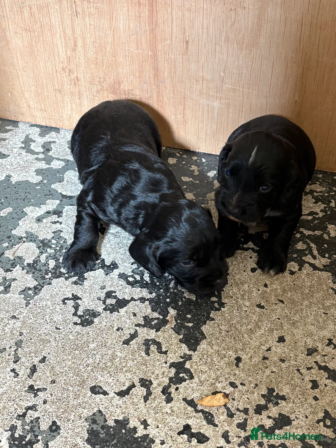 Cocker Spaniel dogs for sale: Working Cocker Spaniel Pups - Advert 2