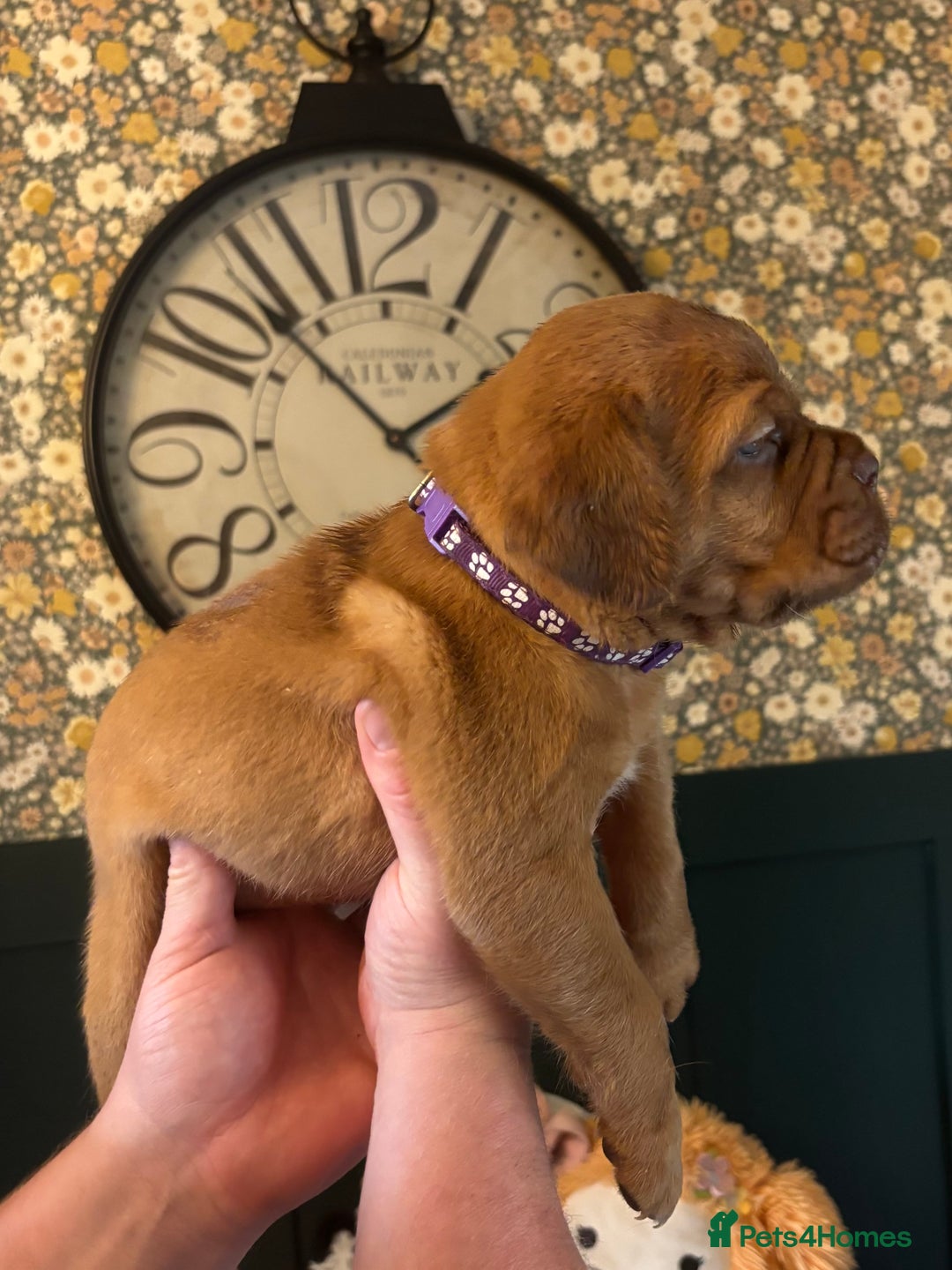 Dogue De Bordeaux dogs for sale: 6 stunning chunky Douge de Bordeux pups - Image 12