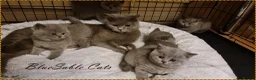 British Shorthair cats for sale:  Championship Pedigree BSH Kitten male - Advert 2