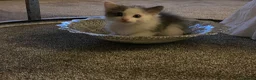 Ragdoll cats for sale: Beautiful Grey & White Ragdoll Kitten  - Advert 21