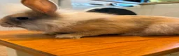 Lionhead rabbits for sale: 2 male lion head boys both brothers - Advert 7