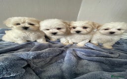 Maltipoo dogs for sale: 🐾 maltipoo puppy’s 🐾 - Image 1