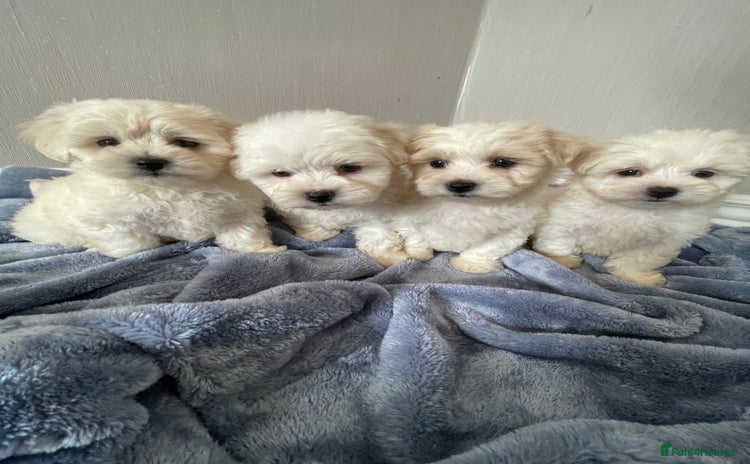 Maltipoo dogs - Advert 3