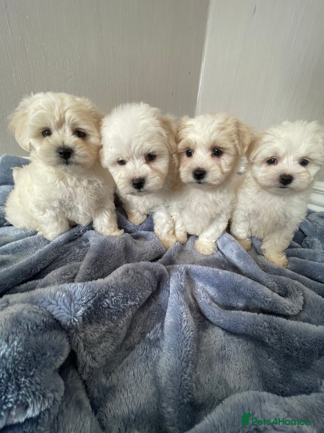 Maltipoo dogs for sale: 🐾 maltipoo puppy’s 🐾 - Image 1