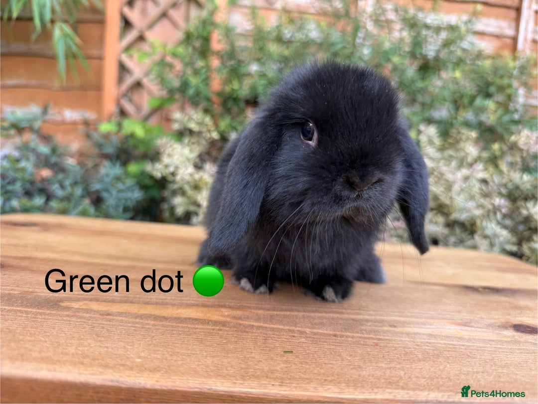 Mini Lop rabbits for sale: Beautiful friendly Mini lops babies x 2 - Image 8